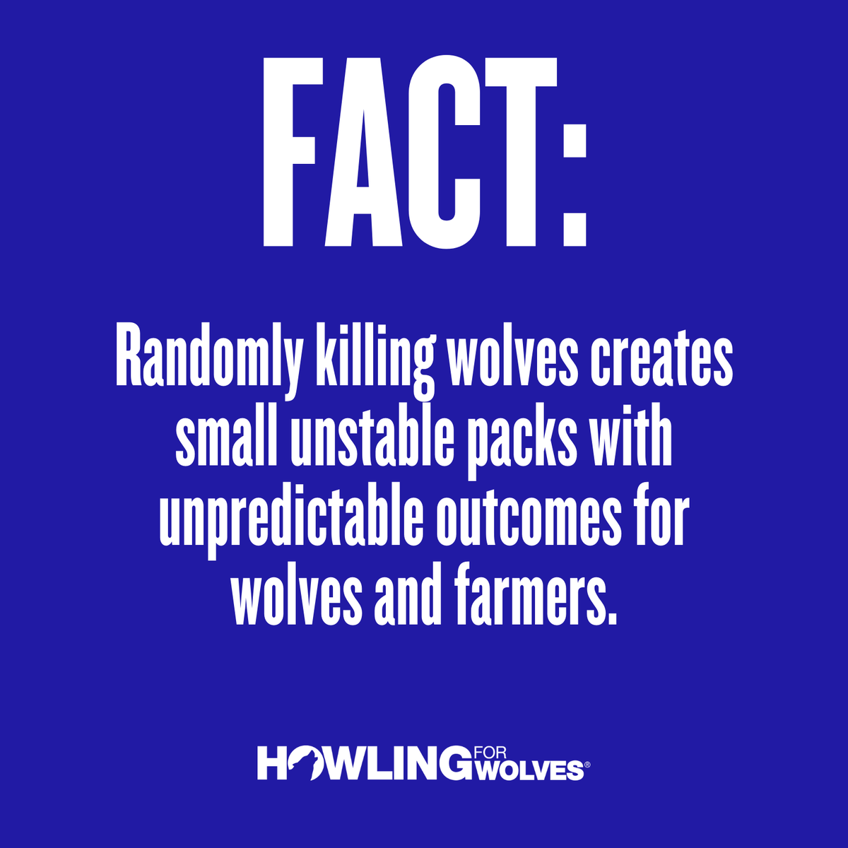 Howling4Wolves's tweet image. Wolf hunting has been proven to be an ineffective wolf “management” tool often causing pack instability. This, in turn, can actually lead to higher levels of wolf-livestock conflicts. #KeepThePacksIntact.