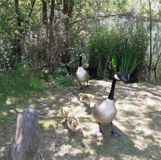 It's not only #Bees out enjoying the sun today on #WorldBeeDay... We spotted lots of Holly Blue Butterflies 🦋🦋🦋 several Ladybirds 🐞 & assorted geese with goslings too! 🪿🪿🪿 What have you seen in #LBBDParks recently? Share you photos using #WildFreeLBBD 📸💚