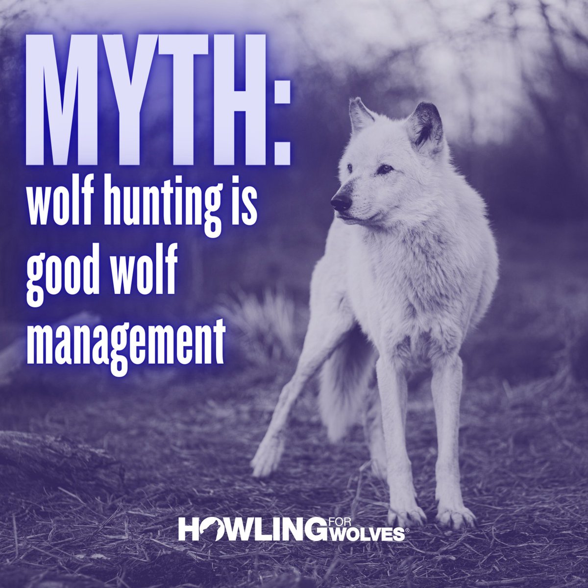 Howling4Wolves's tweet image. Wolf hunting has been proven to be an ineffective wolf “management” tool often causing pack instability. This, in turn, can actually lead to higher levels of wolf-livestock conflicts. #KeepThePacksIntact.