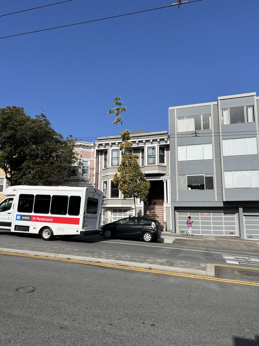 🥳🤘 to @SFUrbanForester for their street tree list. I always forget the Frangipani tree. Why no clue?!?! 🤷‍♂️😂 such a good name such a cool tree. The list shows info & photos of trees that grow well in sf & is really just a lot of fun to look at. warm milk for the 🌳 lover.