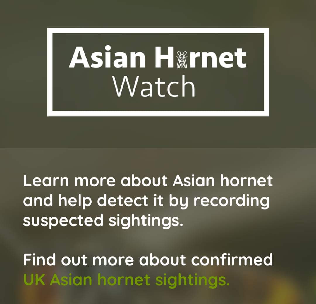 Yellow-legged Asian hornet reporting

The preferred method of reporting sightings is by using the Asian Hornet Watch app. Free download.
