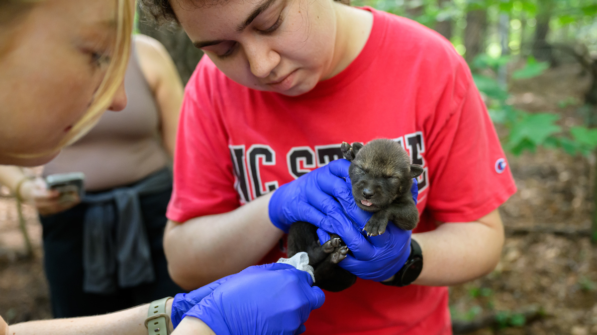 “There’s no other reward like seeing a brand new baby endangered red wolf pup on your own campus and being a part of keeping the species alive,' said @NCStateVetMed student Caroline Diehl. 🐺🐾👏 🔗 Read more about the three newest members of the Pack: ncst.at/gNKy50RNXus