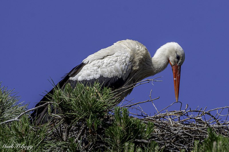 White Stork, Spain 🇪🇸 2024