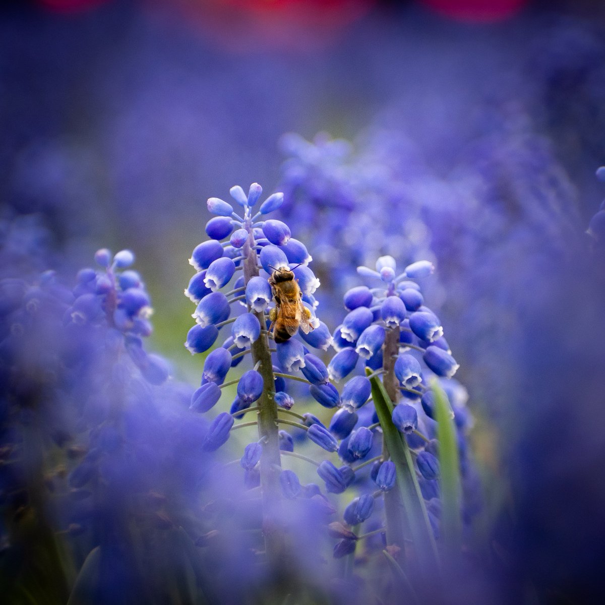 Bee. April 24
#streetphotography #nikoncreators @NikonUSA @chicago #MacroHour @MacroHour  #streetphoto @BBC_Travel @TravelLeisure @NatGeoTravel @NatGeoPhotos @ChiTribPhoto @ChiTribTravel #chicago #ThePhotoHour #NikonPhotoMonth #portrait  @streetphotofdn #nature #naturephotography