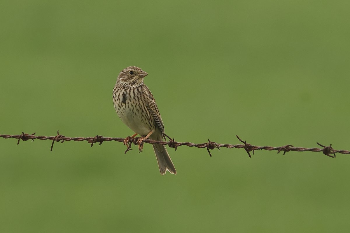 A bird I don't see in Devon, a Corn Bunting.