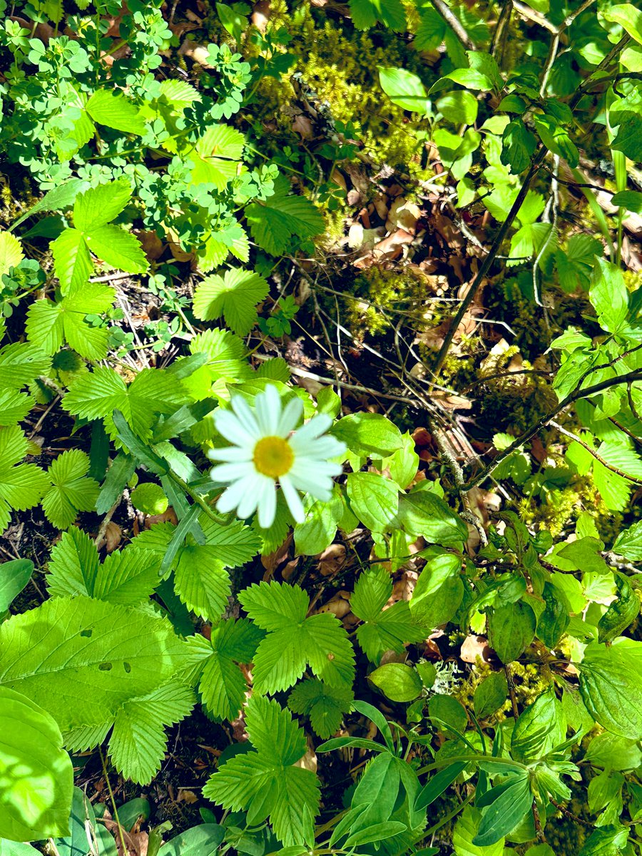 LibyanSimpson's tweet photo. Lost in the nature https://t.co/DprokjLwG7