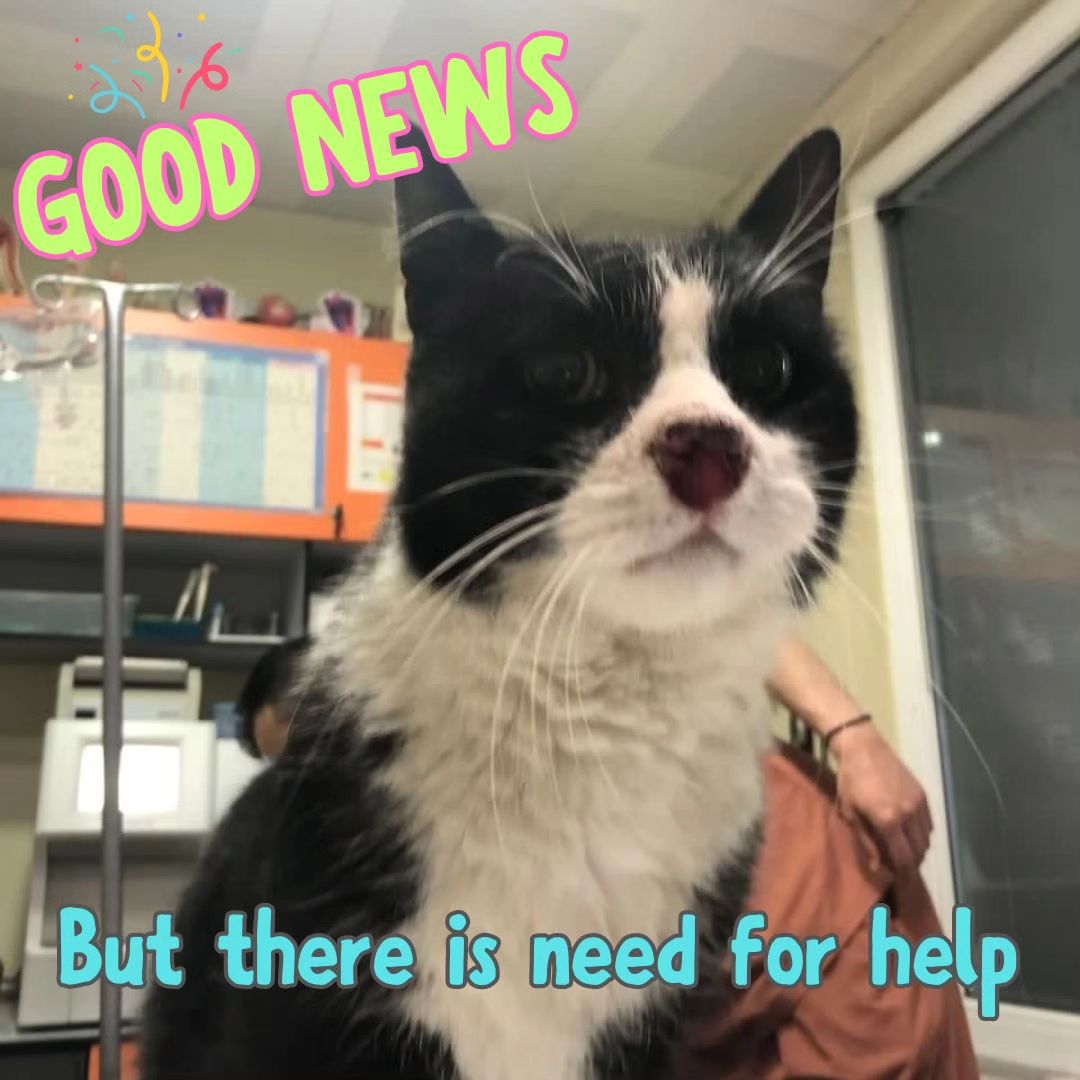 We__ianm's tweet photo. Voldy will be discharged from vet tomorrow🌸
We should pay 140$ to take him from vet.
Please send some help.
7 people who can donate 20$ needed🙏🏻
Paypal link on the bio🌸
Please mention "Voldy"💖
#catlover #catrescue #fipwarriors #fipcat #animallovers #animalrescue https://t.co/9NfxmIE66D