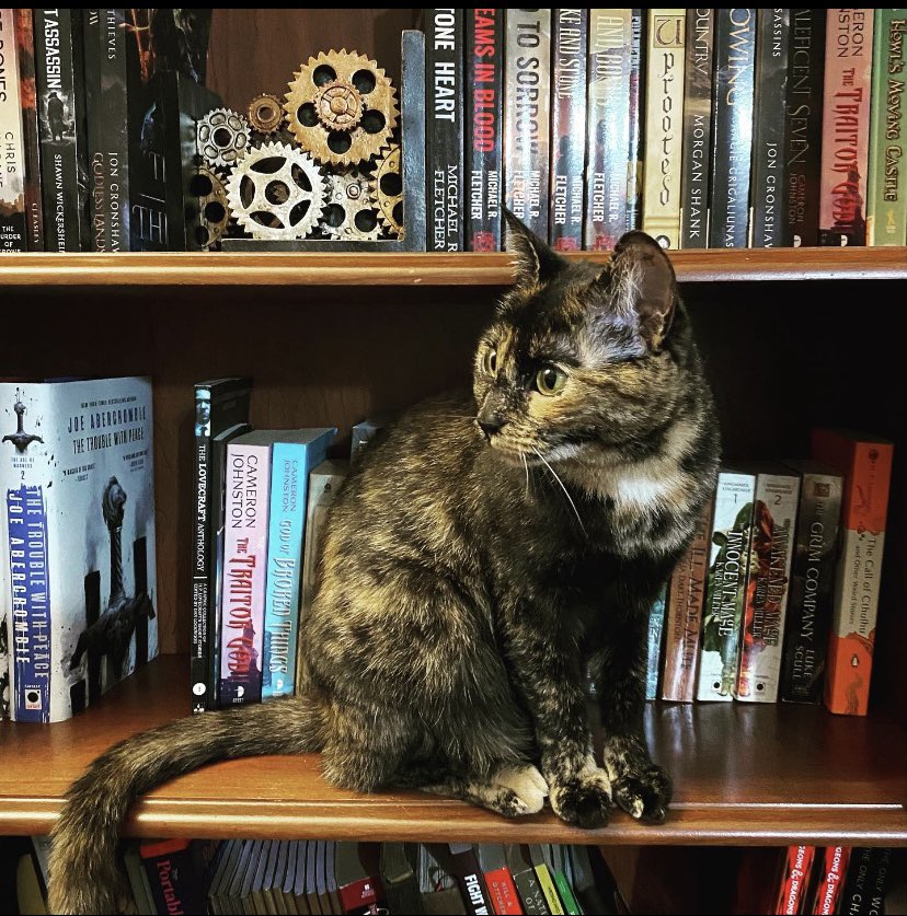 LBKnighton's tweet photo. Calypso is my tortie and editing helper. By helper I mean forcing herself into my lap while I type. It’s either that, or knocking things off my shelves. There’s no in-between. https://t.co/P04DhXQI5T