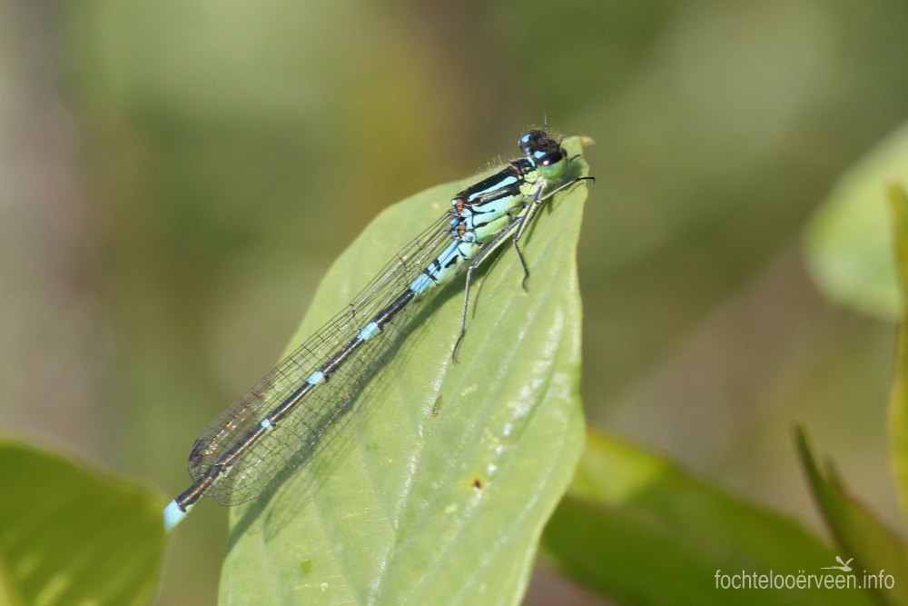 fochtelooerveen info tweet media