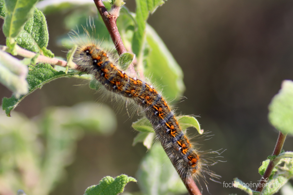 fochtelooerveen info tweet media