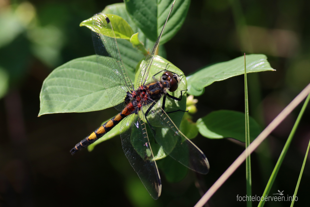 fochtelooerveen info tweet media