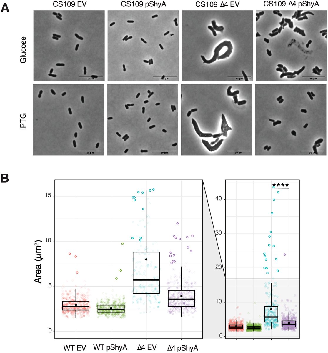 PLOS Genetics (@plosgenetics) on Twitter photo Researchers from <a href="/Cornell/">Cornell University</a> and <a href="/umeauniversity/">UmeΓ₯ University</a> share data that reveals a more complex role of DacA1 in maintaining PG homeostasis than previously assumed.
π Read the study: plos.io/4bzaIFW
π See the data: plos.io/4bzG2o3 Researchers from <a href="/Cornell/">Cornell University</a> and <a href="/umeauniversity/">UmeΓ₯ University</a> share data that reveals a more complex role of DacA1 in maintaining PG homeostasis than previously assumed.
π Read the study: plos.io/4bzaIFW
π See the data: plos.io/4bzG2o3