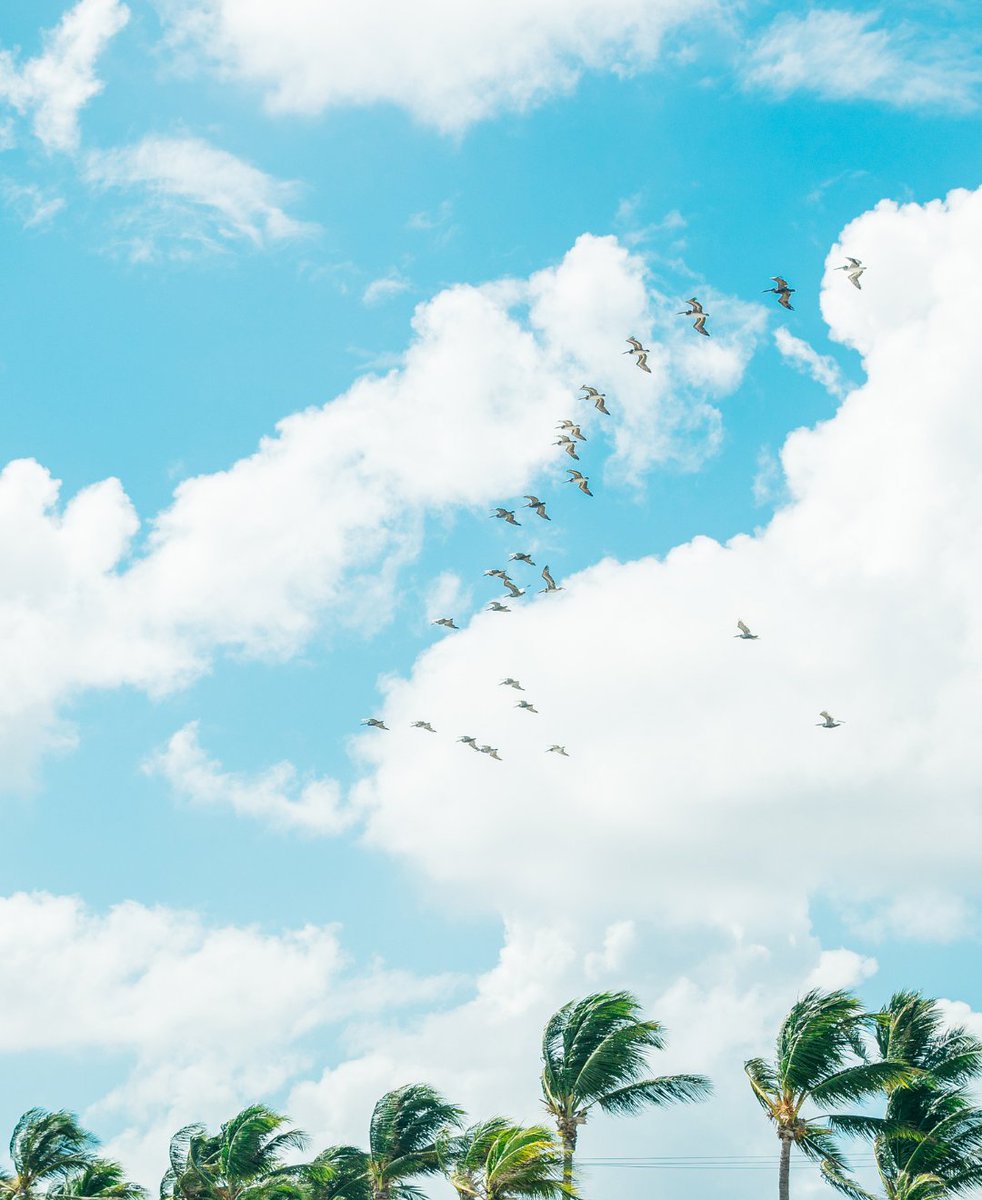 Visit Lauderdale tweet media