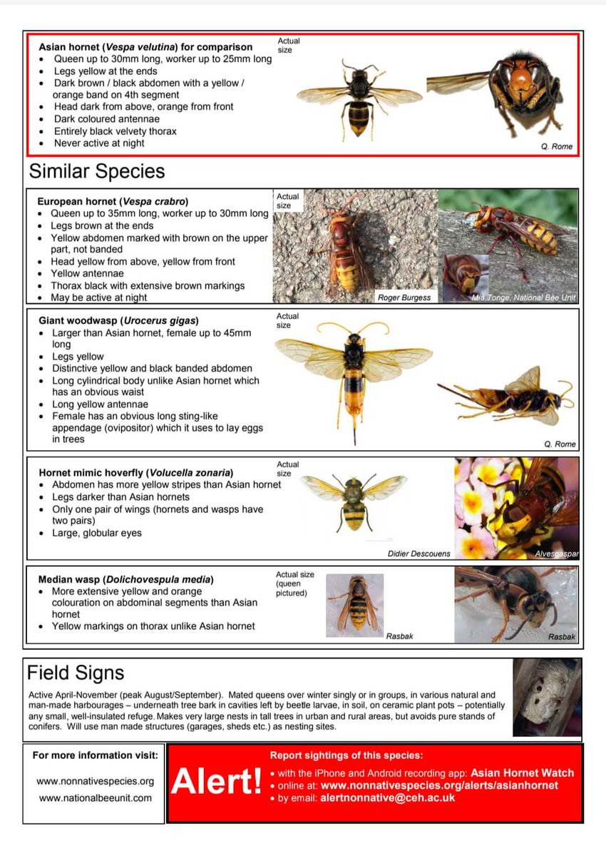 On World Bee Day we reshare these Identification posters on yellow-legged Asian hornets to continue to raise awareness