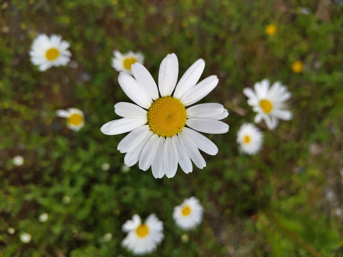 InstitutSzen's tweet photo. Sommerabende sind perfekt, um das kleine Glück im Alltag zu entdecken. Ein einzelnes Gänseblümchen kann unseren Tag erhellen. Diese kleinen Dinge machen das Leben besonders. Jeder Moment zählt — erleben und genießen wir die wahre Schönheit! Auf in den Abend, es gibt viel zu...! https://t.co/5vjjSmGrHr
