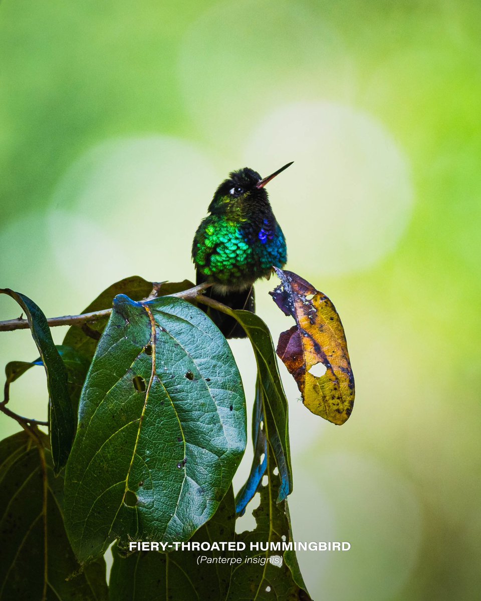 Fiery-throated hummingbird (Panterpe insignis)

#hummingbird #bird #birds #nature #naturelovers #photography #photo #Nikon #Nikon100 #NikonPhotography #nikoncreators #ShotOnLexar #CreateNoMatterWhat #YourShotPhotographer #wildlifephotography #CostaRica