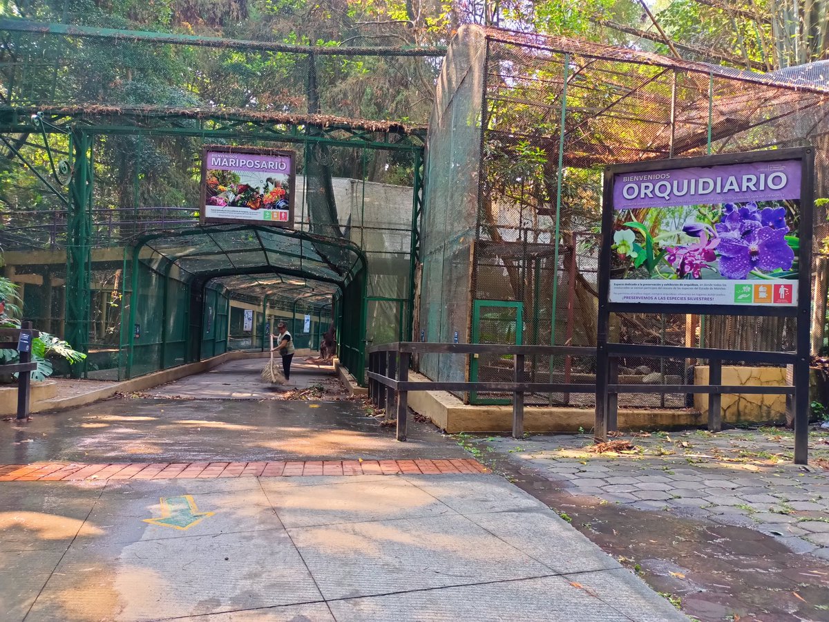 AnpSds's tweet photo. #BuenLunes Ya estamos trabajando en el retiro manual de sedimentos como lodos, rocas y diversos residuos que fueron arrastrados por las corrientes de las lluvias desde la calle de Bajada de Chapultepec y terminaron en el Parque.

https://t.co/G7ZvkvGmKS https://t.co/YCY8hC9ves
