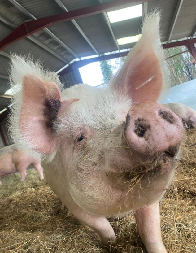 Pigoneer Pig Of The Day Glenys!
Glenys was saved from death by being condemned as 'unfit for human consumption' then given a court destruction order. Luckily <a href="/BTWsanctuary/">Beneath The Wood Sanctuary Ⓥ 𓃟 Pigoneer</a> rescued her and gave her a loving home. Join the Pigoneers and help support her🔽 globalvegancrowdfunder.org/pigoneer-2000-…