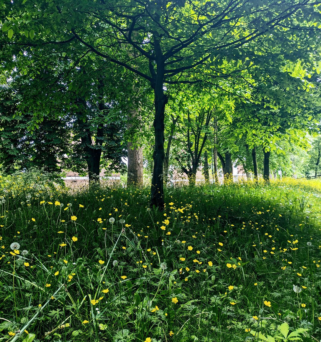 BTHFT Palliative Care Team (@bthftpalliative) on Twitter photo The palliative team are enjoying #NoMowMay on our trips between Field House and the main hospital building. So pretty and so good for important pollinators  (Photos don't do it justice) 🌱🐝🐞🦋😊 <a href="/BTHFT/">Bradford Teaching Hospitals NHS FT</a> <a href="/BTHFT_EFandCE/">Estates, Facilities, Clin Eng & N/C Risk</a> The palliative team are enjoying #NoMowMay on our trips between Field House and the main hospital building. So pretty and so good for important pollinators  (Photos don't do it justice) 🌱🐝🐞🦋😊 <a href="/BTHFT/">Bradford Teaching Hospitals NHS FT</a> <a href="/BTHFT_EFandCE/">Estates, Facilities, Clin Eng & N/C Risk</a>