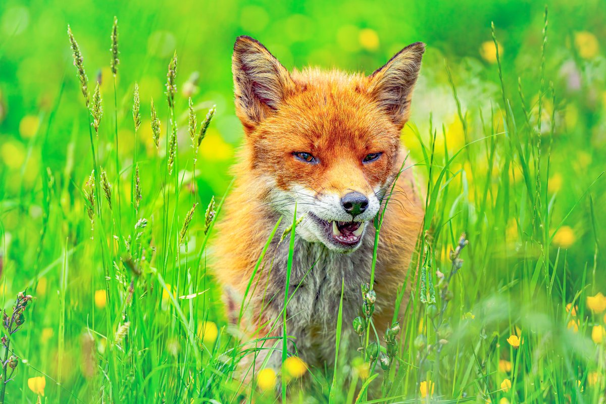 DorsetShazz's tweet photo. ‘Beautiful Fox in a Meadow’
#FoxOfTheDay #WildlifePhotography @ChrisGPackham https://t.co/cP537IMXe7