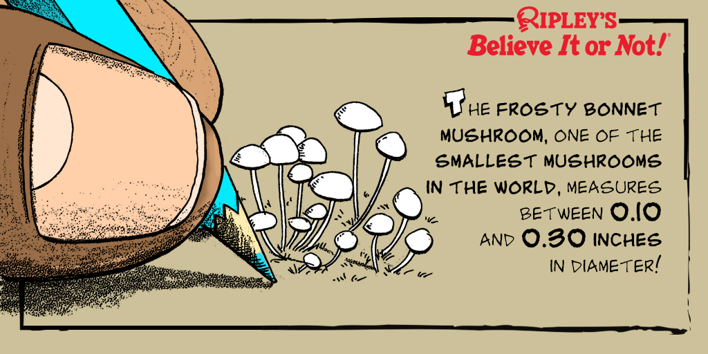 The Frosty Bonnet mushroom has stolen our hearts! Catch our daily cartoon 👉 ripleys.com/cartoons