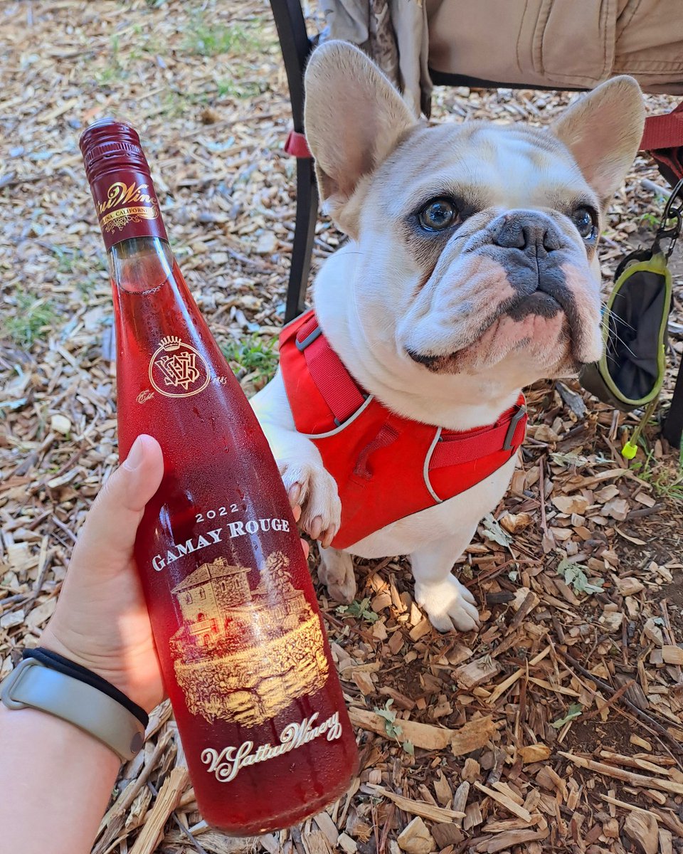 Paws off our Gamay Rouge!🐾🍷 Our furry friends here have just as impeccable taste as our guests.

bit.ly/3QON7sU

#vsattui #vsattuiwinery #dogfriendly #visitvsattui #napavalley #winery #dogsofvsattui