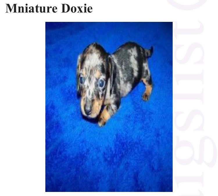 Mniature Doxie