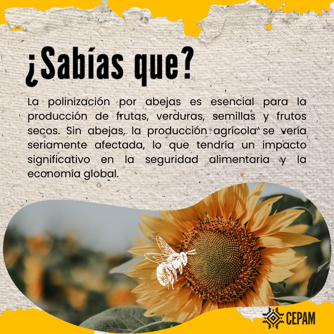 centroamazonias's tweet photo. 💛 Hoy en el #DíaMundialDeLasAbejas 🐝 recordamos el papel fundamental que tienen en nuestro ecosistema.

🍯Honramos a las guardianas del medio ambiente, cuya labor silenciosa sostiene el mundo.

#abejas #medioambiente  #insectos #ecologia #bee #nature #animalsofinstagram https://t.co/KgGLIHtLni