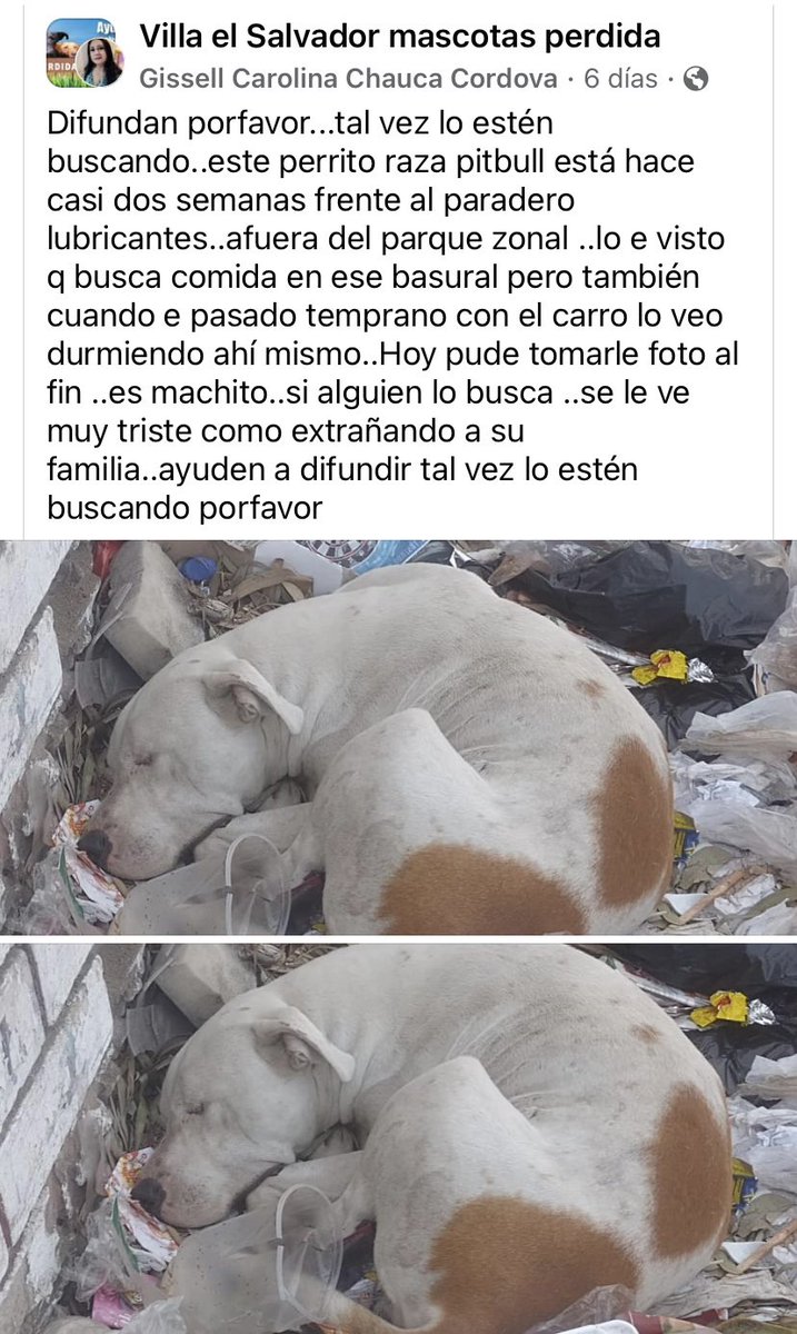 ¿Alguien lo reconoce? Se busca a sus dueños