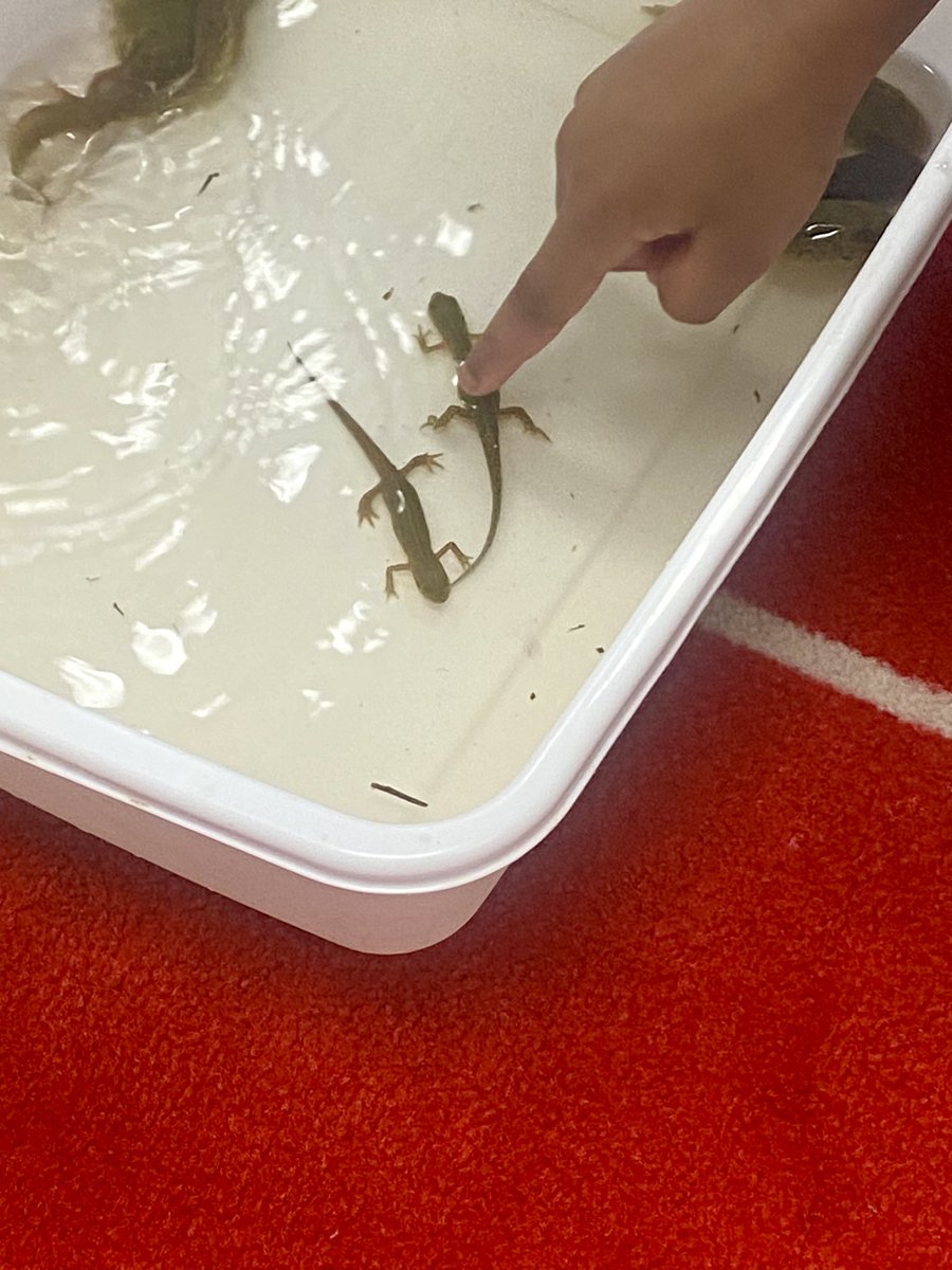 Atled72's tweet photo. Today in Pre-K the kids got a chance to learn about the different stages of metamorphosis. https://t.co/bnhQNMOYVp