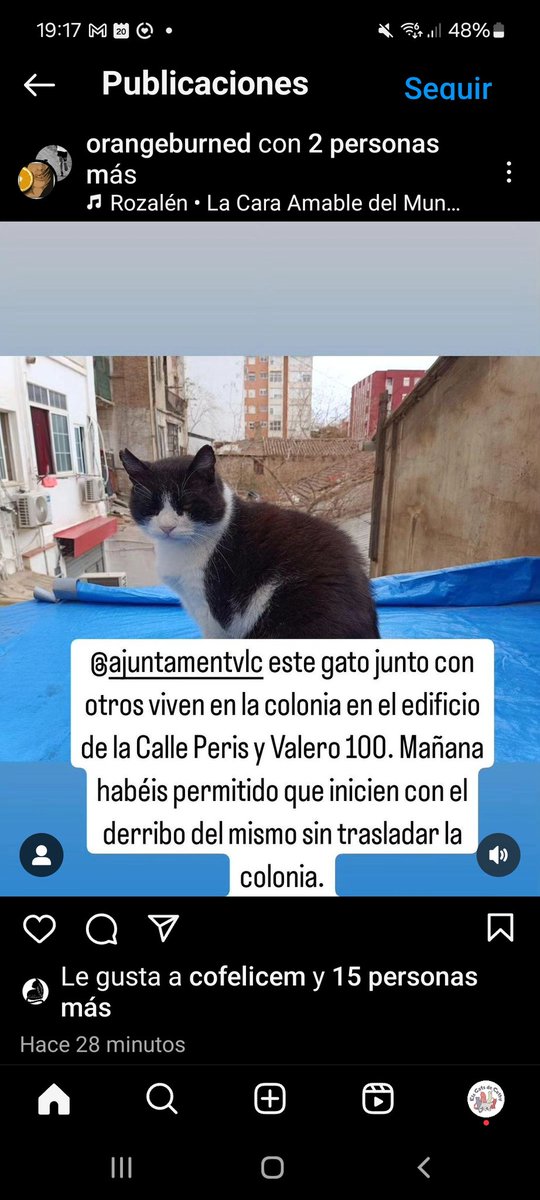 Gente de Valencia. Necesitamos ayuda. Van a demoler un solar con los gatos dentro y no han reubicado la colonia.