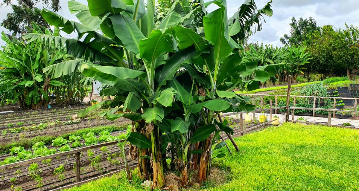 MintoRealEstate's tweet photo. The sun. The seed and the soil. The rain and seasons. The harvest. The time to invest with @MintoRealEstate can never be later than now. WhatsApp +254 717 244 000
#MintoRealEstate
#PataShambaVirahisi
Francis Ogolla
Pauline Njoroge
Farouk Kibet
WhatsApp https://t.co/0JxOrNWviQ