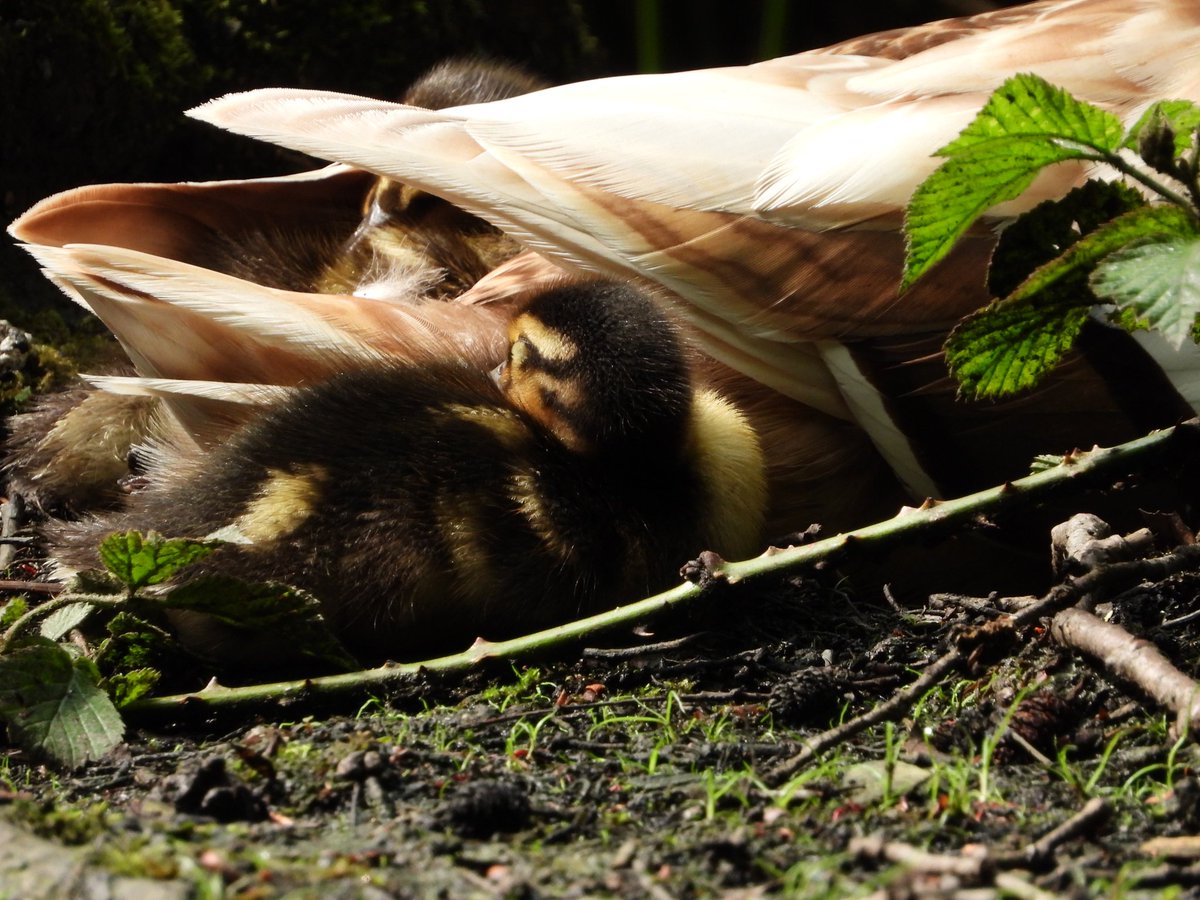 Kilka dzisiejszych 📷
#Mallardmonday
Wolny dzień trzeba wykorzystać 😀