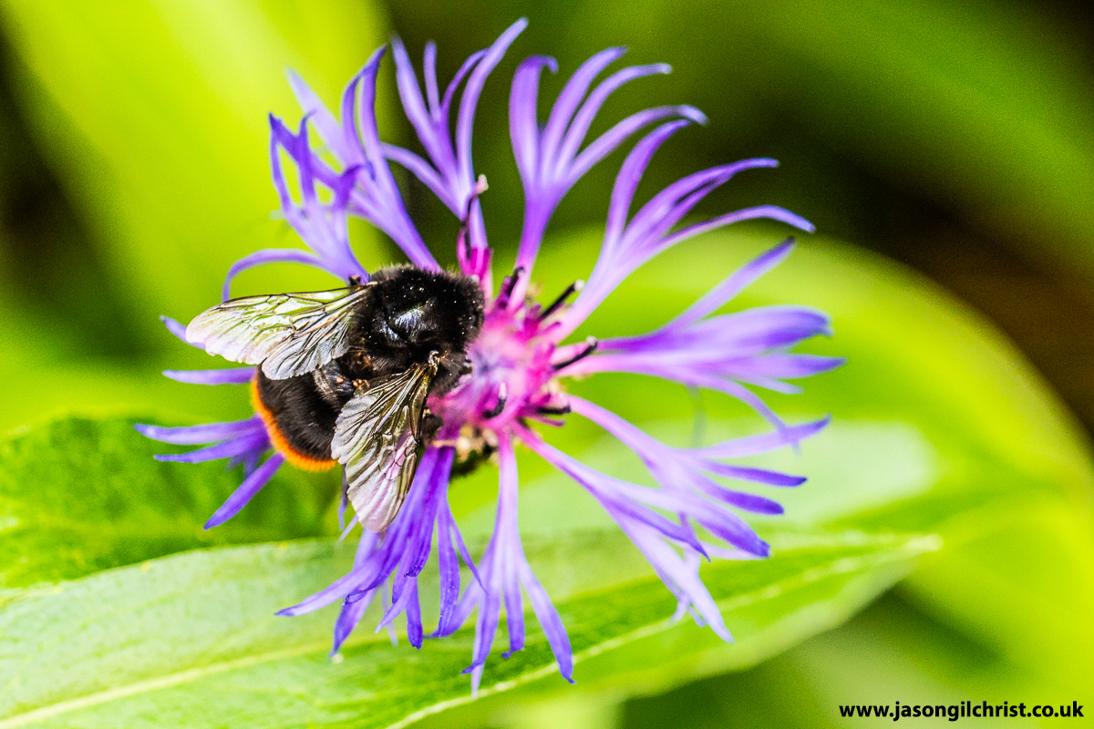 Happy #WorldBeeDay.
From Edinburgh, Kirkliston, & Bathgate, Scotland.
Wild bees play vital role in maintaining floral biodiversity of wildflowers & ecosystems.
#bees #macro #MacroHour #StormHour #ThePhotoHour #TwitterNatureCommunity #TwitterNatureCommunity #Scotland #BeeDay 🐝