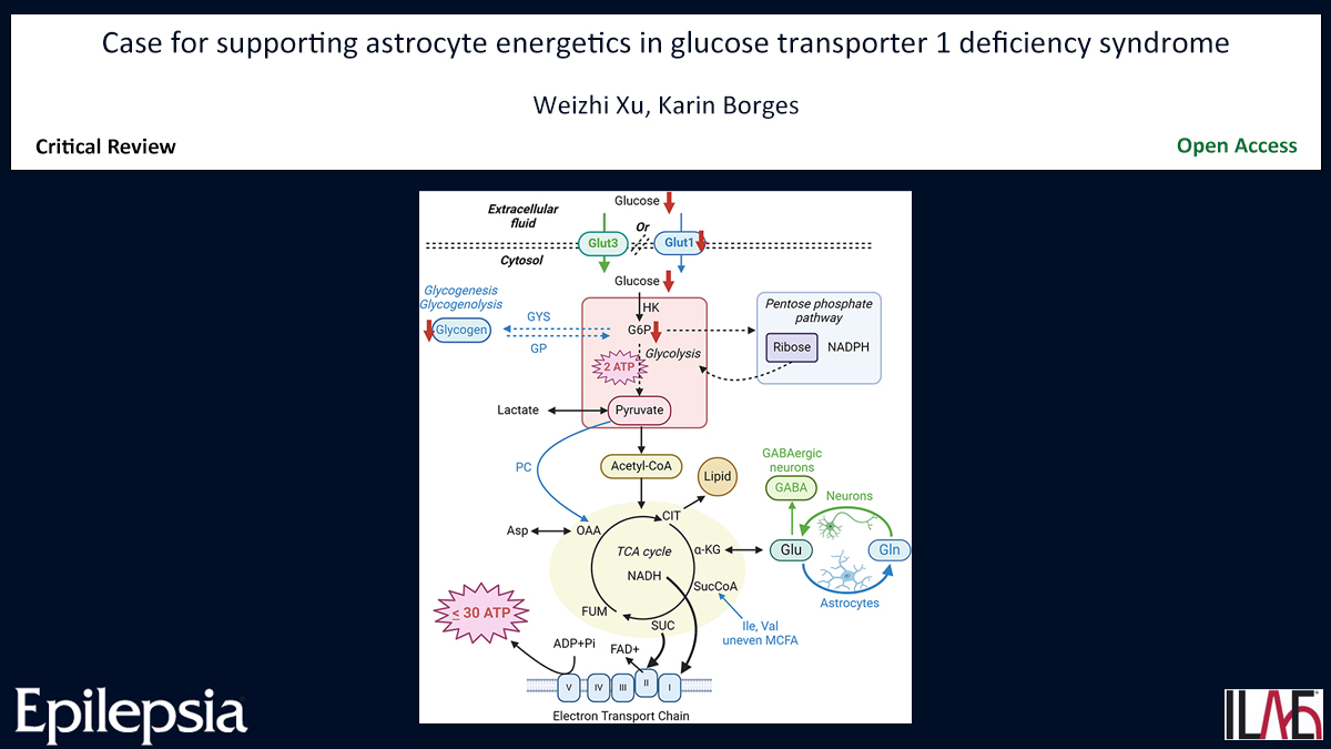 Key point: New work indicates astrocytic energy demands are higher than previously estimated and impairments in astrocytic Glut1 activity may contribute to disease. doi.org/10.1111/epi.18… #epilepsy #acetazolamide #astrocyte #triheptanoin @IlaeWeb @epilepsiajourn @WileyNeuro