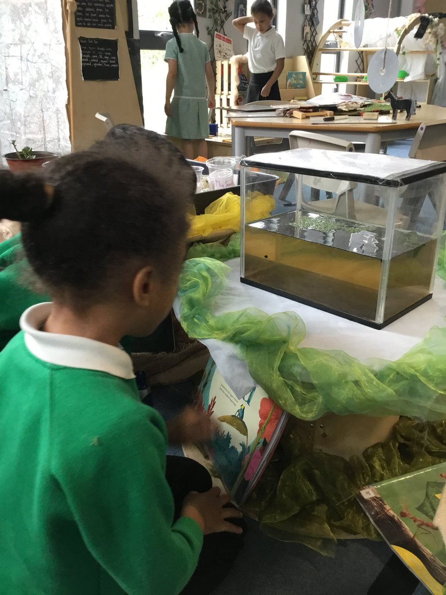 Reception have loved exploring our curiosity cube with tadpoles inside! We are bringing the story of “Tad” to life through our experiences of the natural world 😍🐸 #eyfs #playislearning #themagcofstories