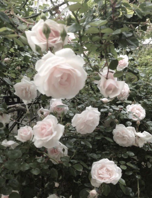 ♱ liv (@ceramicpetal) on Twitter photo 