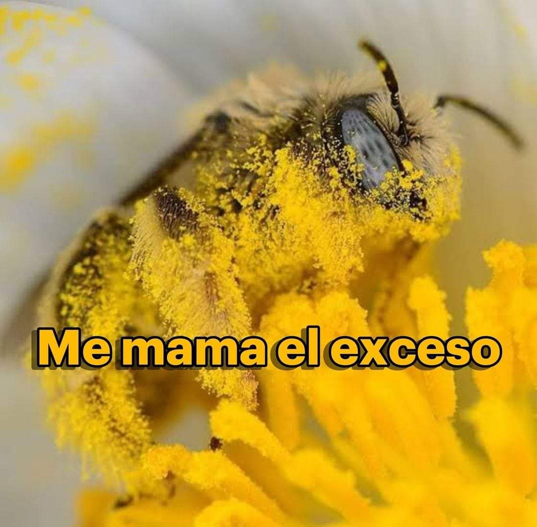 Día Mundial de las Abejas 🐝🍯