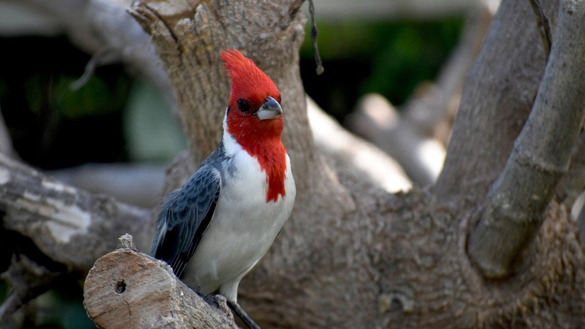 Exotische vogel ontvreemd, dader is gevlogen ogld.nl/3q7v