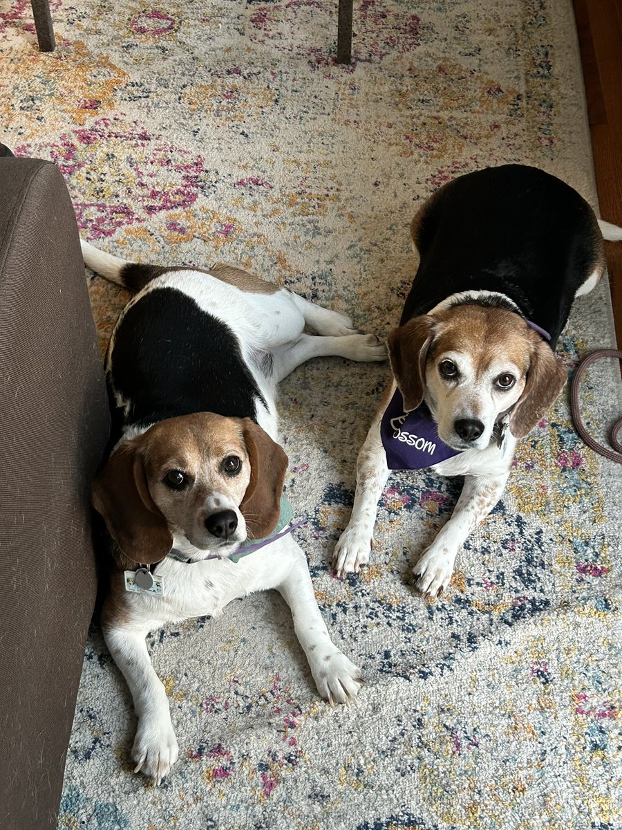 @beaglefacts We adopted Blossom (rt) 1/8/23 to be a sister for our dog Penny. She was from a puppy mill. Penny passed away in July. Blossom got really depressed so we adopted Wendy (left) 8/16/23. She was a stray. #NationalRescueDogDay