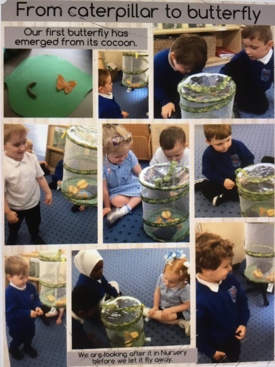 An exciting day in Nursery today - our first butterfly has emerged from its cocoon. 🐛🦋 #WWPAEYFS