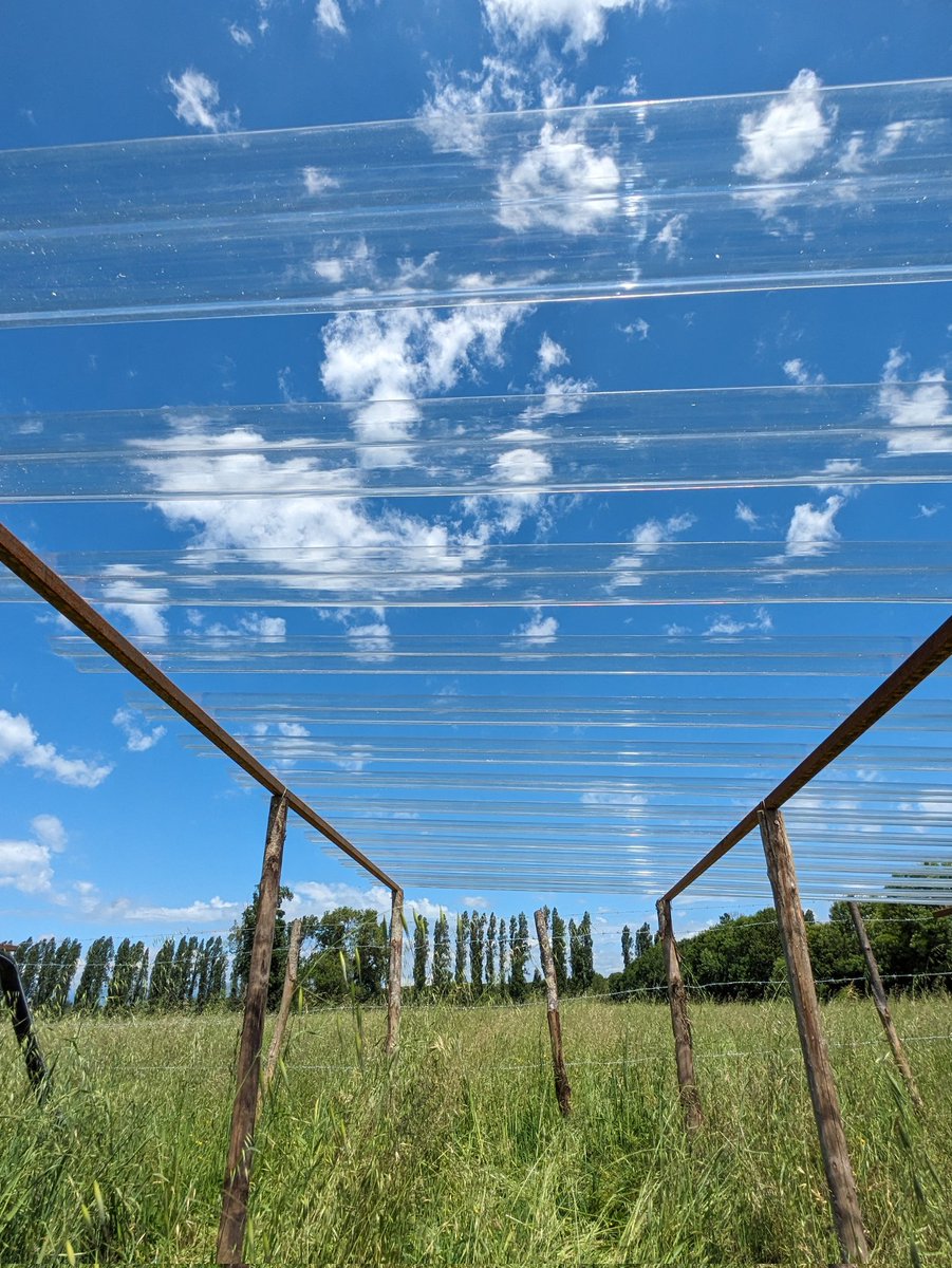 CarolinaPRIN tweet media