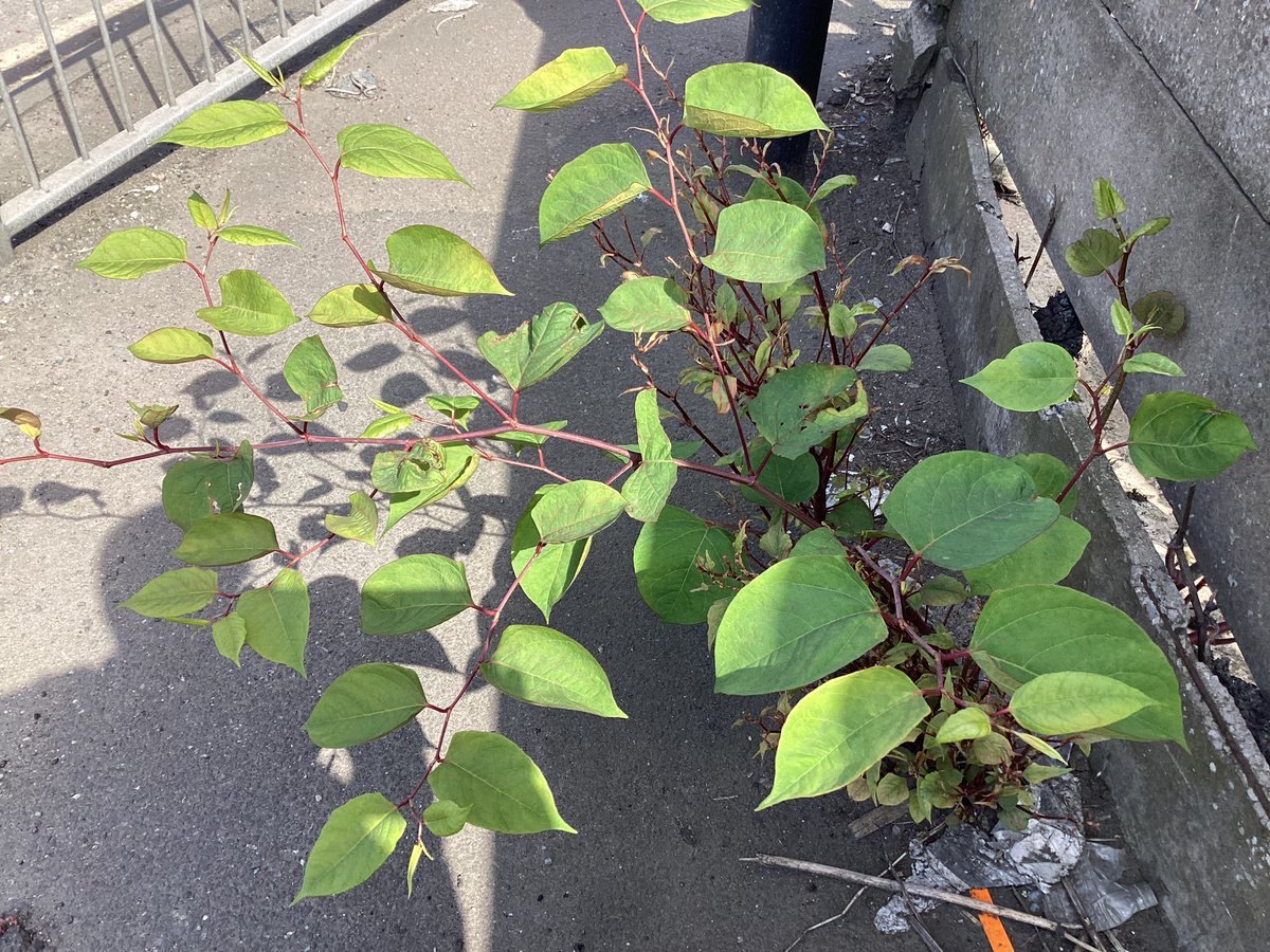 Knotweed growing through pavement, junction Adderley Rd. South, Landor St. #BordesleyAndHighgateWard .
The tarmac is starting to break up.
@bcc_help @BhamCityCouncil 20.5.24