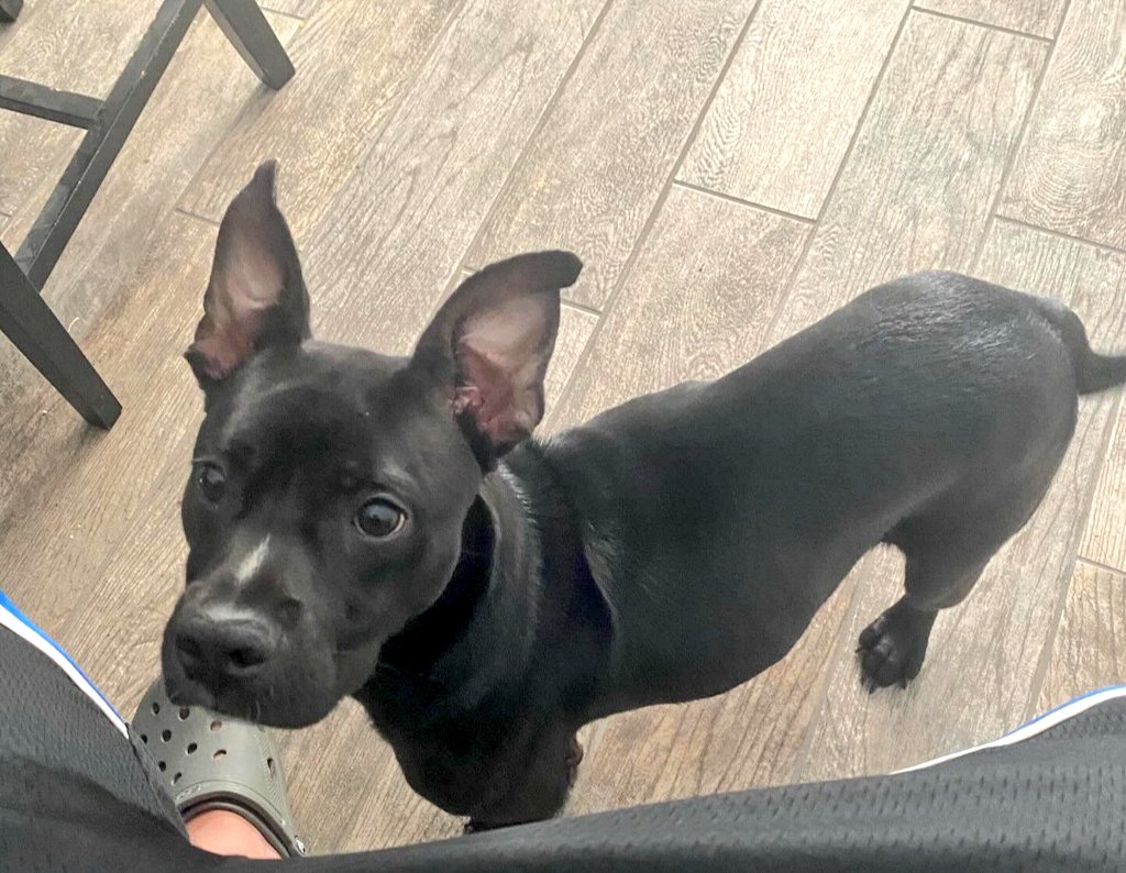 BonnieblueBlue's tweet photo. Ok Dog Twitter,some help please! Someone dumped this puppy (about 4 mo) on my st last night around 11 pm 😡 my sons friend took him last night but can't keep him, he works too much. If you can share this, much appreciated! If you are in Sacramento area &amp; are interested please DM. https://t.co/LdqANQlCVd
