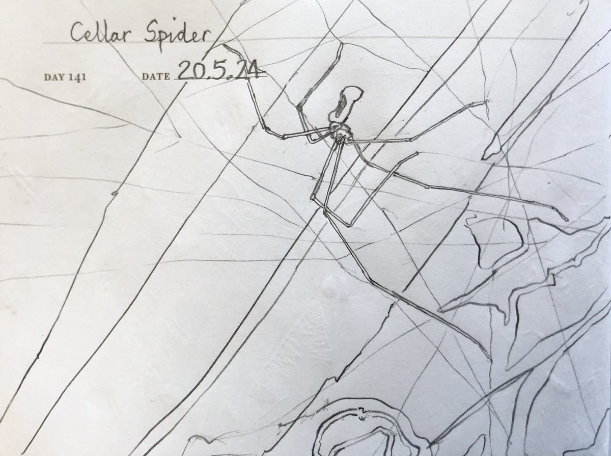 One Sketch A Day 20.5.24
‘Cellar Spider’
#cellarspider #spiders #arachnids #nature #brighton #visualdiary #art #illustration #pencilsketch #linedrawing
