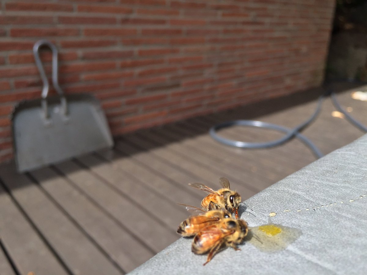 mikesander2's tweet photo. #worldbeeday No spilled honey in my backyard https://t.co/8Uv8rr363j