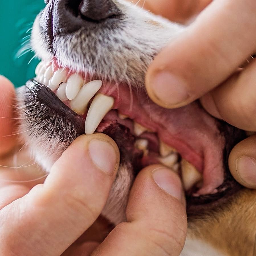 Did you know it's just as important to keep up with your pet's #dentalhealth the same as your own? According to the American Veterinary Medical Association you should have your pet's gums checked at least once a year to make sure your pet's mouth is healthy. #petdentalhealth