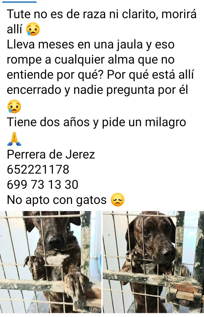 SilviaMylo's tweet photo. Tanto tiempo encerrado y Tute ha logrado una familia en Francia, pero ha dado positivo en filaria 💔 La familia ya ha pagado más de 500 en costes y viaje y el tratamiento de la filaria es caro 😢
Os ruego ayuda y difusión ayudemos entre tod@s a que pueda curarse, 
con muy poco juntamos para su tratamiento 🙏
Son poco más de 500 euros, entre tod@s podemos lograrlo 🙏 
PayPal : AnaZaiaAnimalRescue (amigos y familia) 
Banco SABADELL 
AnaZaia Animal Rescue
iban ES80 0081 7431 9600 0193 5799
bic BSABESBB
Bizum 638 878 410