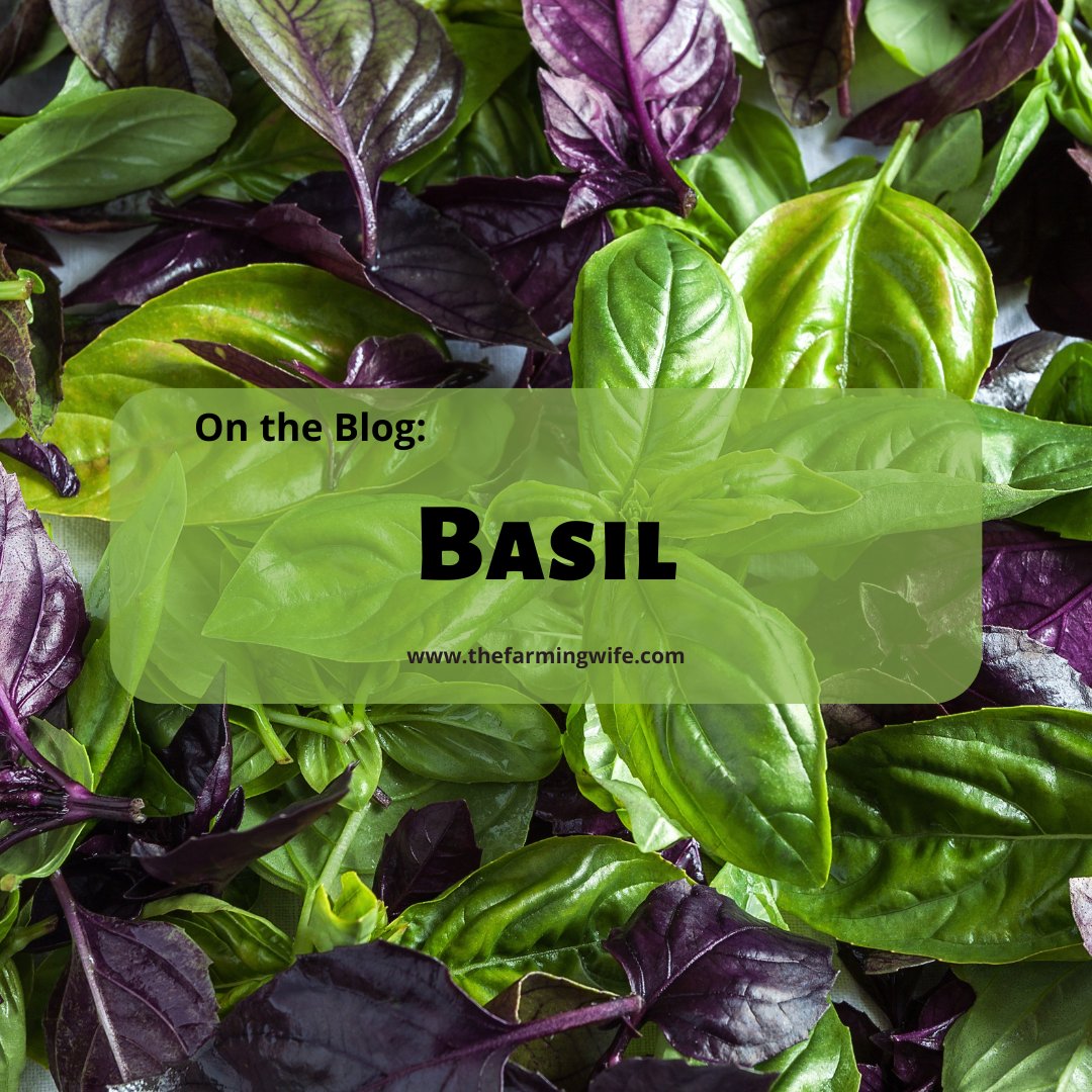 The basil is going crazy in my indoor garden. It's such a rewarding herb to grow, and so tasty! thefarmingwife.com/basil