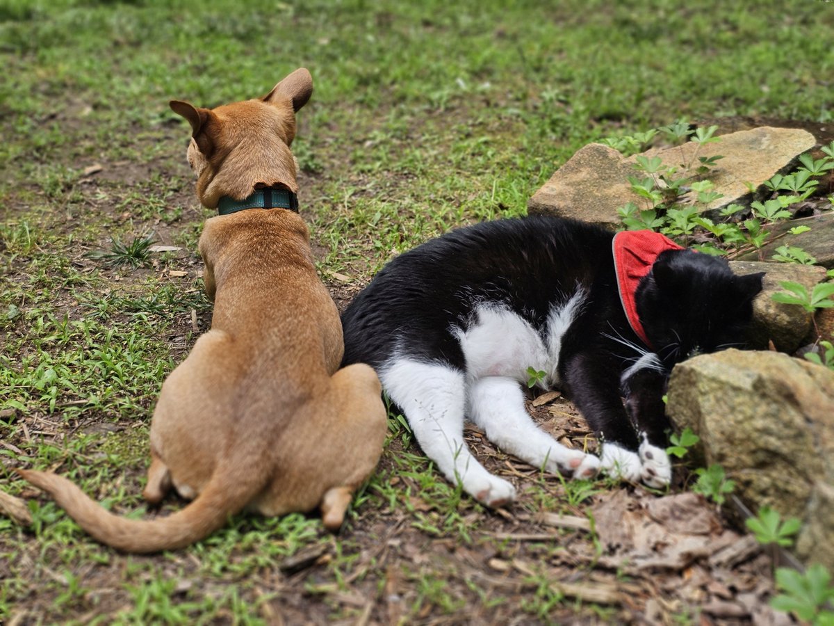 Foster dog is starting to learn a bit of respect.